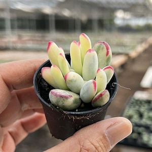 May include: A small pot of succulent plants with green and white leaves and red edges. The succulent plants are in a black plastic pot.