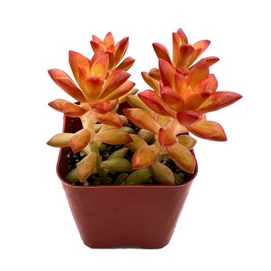 Sedum Adolphi ‘Shooting Star’ – In Succulent Love - Foto 3