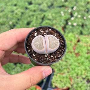 Live Rare Lithops bromfieldii Succulent Plant, Living Stones, Rooted in 2&#39;&#39; Planter