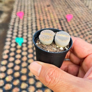 Live Rare Lithops lesliei Succulent Plant, Living Stones, Rooted in 2'' Containers, Perfect Gift for Lithops lovers