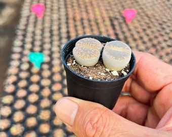 Live Rare Lithops lesliei Succulent Plant, Living Stones, Rooted in 2'' Containers, Perfect Gift for Lithops lovers