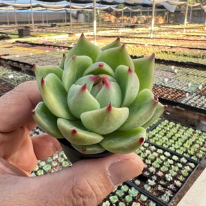 Live Echeveria &#39;Blue Drago&#39; Rosette Succulent Plant, Rooted 2&#39;&#39; Planter, Great for Indoor Home Decor, Office Decor, Garden Decor, Plant Gift