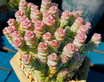 Crassula 'Baby's Necklace' Succulent - 2" Live Plant Decor | Home Decor | Garden Party Favors