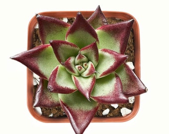 Echeveria Red Knight, Red Ebony Succulent Plant, Rooted in 2'' Planter, Beautiful for Party Decor, Wedding Decor, Bridal Shower Plant Gift