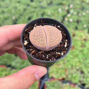 May include: A small, brown and pink succulent plant in a black plastic pot. The plant has a unique, split, rounded shape.