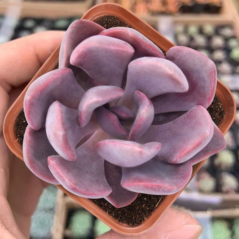 Graptoveria debbi rare pink succulent