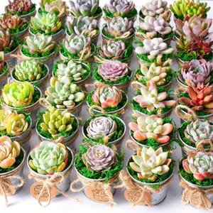 May include: A collection of small succulent plants potted in individual silver metal buckets. Each plant is nestled in bright green moss and features a rustic jute twine bow tied around the bucket, with a small brown tag labeled Thank You.