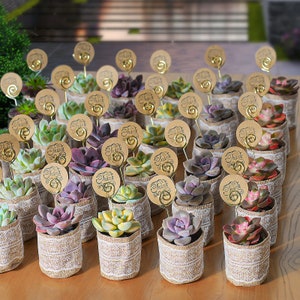 24/36 Packs Bulk Succulent Favors--Party Favors, Baby Shower, Bridal Favors, Wedding Gifts, Anniversary Gifts, Lace Burlap Bags+Tags