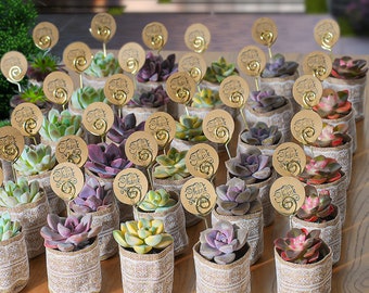 24/36 Packs Bulk Succulent Favors--Party Favors, Baby Shower, Bridal Favors, Wedding Gifts, Anniversary Gifts, Lace Burlap Bags+Tags