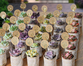 24/36 Packs Bulk Succulent Favors--Party Favors, Baby Shower, Bridal Favors, Wedding Gifts, Anniversary Gifts, Lace Burlap Bags+Tags