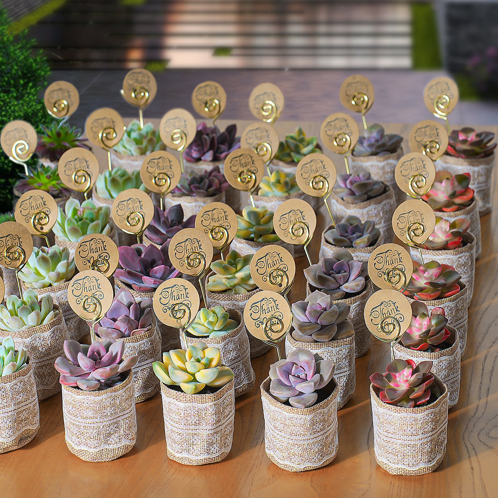 24/36 Pack Bulk Succulent Favors--lace Burlap/burlap/kraft Bags+tags, Baby  Shower/bridal Favors/wedding Gifts/anniversary Gift/father's Day - Etsy