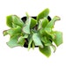 see more listings in the 2-Inch-Potted-Succulent section