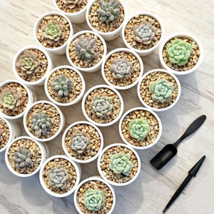 Bulk Succulent Plants With &#39;Love&#39; Ceramic Planters, Perfect for Baby Shower,Wedding Decor,Bridal Favors,Succulent Gifts for Mom,Father