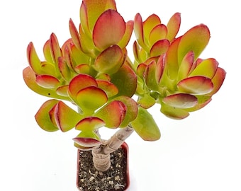 Crassula Ovata Crosby's Compact, Live Dwarf Jade Plant, Home Decor | Party Favor