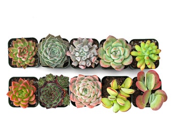 10 Unique Collection of Live Succulent Plants, Fully Rooted in 2'' Containers, Great for House Office Decor, Table Desk Decor,Succulent Gift