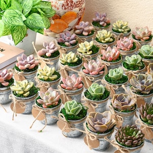 May include: A collection of small succulent plants in galvanized metal pots, tied with twine and brown paper tags. The plants are arranged in rows on a white tablecloth.
