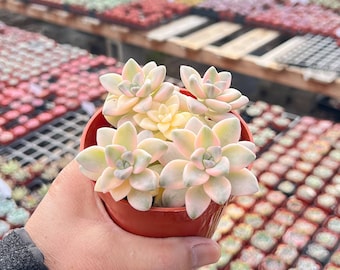 Pachyphytum 'Apricot Beauty' Succulent Plant, Rooted in 4'' Planter, Beautiful for Housewarming Decor, Baby shower, Party Decor Plant Gift