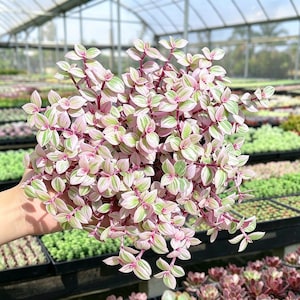May include: A Callisia repens plant, commonly known as a turtle vine, featuring dense clusters of small, variegated leaves in shades of pastel pink, creamy white, and light green, supported by thin, dark magenta stems growing in a rounded shape.