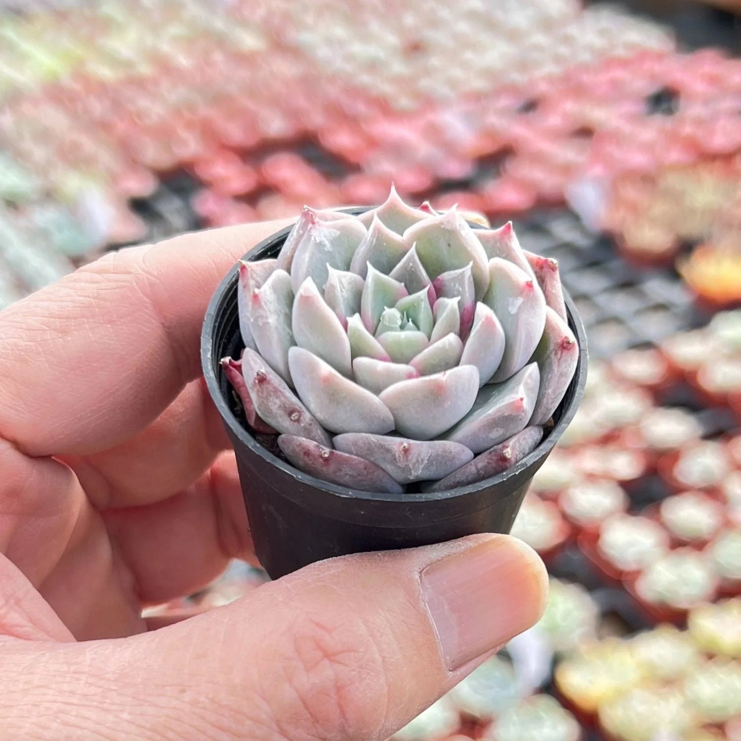 echeveria classic french trnusers サイズ2 il_fullxfull.5956759013_6okf.jpg