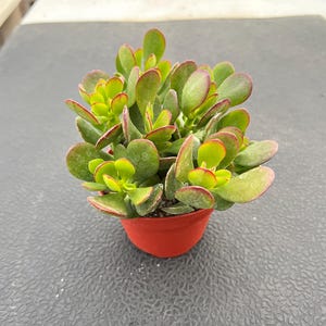 May include: A small jade plant with green leaves with red edges in a red pot. The plant is sitting on a gray surface.