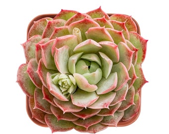 Echeveria 'Red Hole' Rosette Succulent Plant, Rooted in 2'' Plastic Planter with Soil, Live House Plant For Home Office Decor Succulent Gift