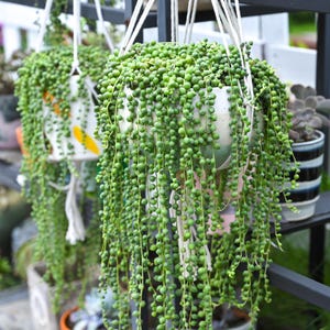 May include: Hanging white ceramic planters filled with String of Pearls succulents. The trailing, bead-like foliage cascades down, creating a lush, green display. The planters are suspended by white macrame hangers, adding a touch of bohemian style.