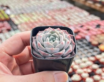 Live Echeveria Snow Fairy Succulent Plant, Rooted in 2'' Planter, Great for Baby Shower, Wedding Decor, Bridal Favors, Succulent Gift