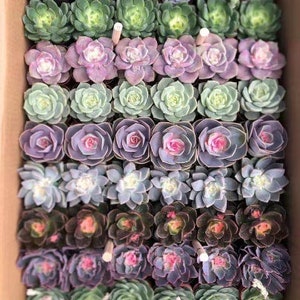 36/54 Packs Assorted Succulent Plants,Different Varieties Plants,Rooted in 2'' Pot,Beautiful for Baby Shower,Bridal Shower,Wedding Gifts image 1