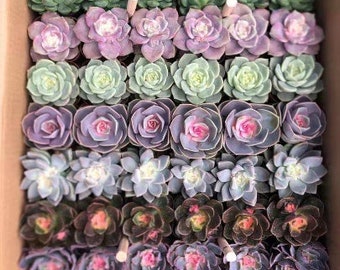 36/54 Packs Assorted Succulent Plants,Different Varieties Plants,Rooted in 2'' Pot,Beautiful for Baby Shower,Bridal Shower,Wedding Gifts