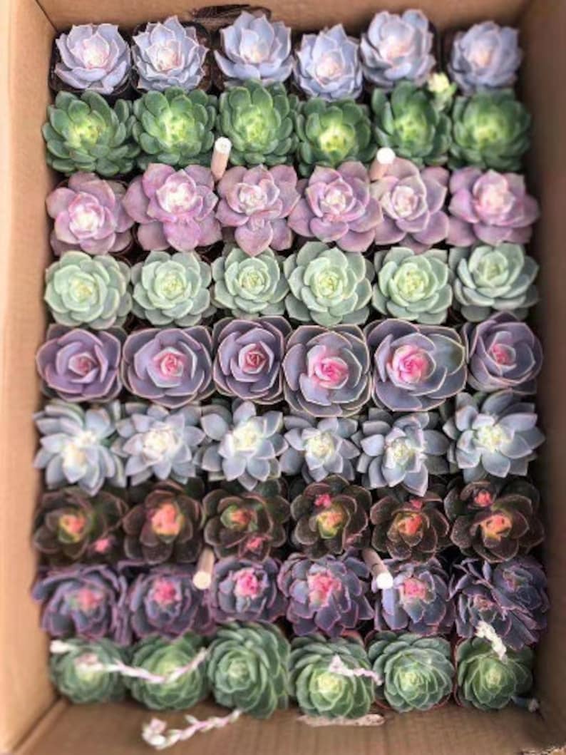 36/54 Packs Assorted Succulent Plants,Different Varieties Plants,Rooted in 2'' Pot,Beautiful for Baby Shower,Bridal Shower,Wedding Gifts image 1