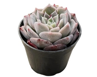 echeveria classic french trnusers サイズ2 il_fullxfull.5956759013_6okf.jpg