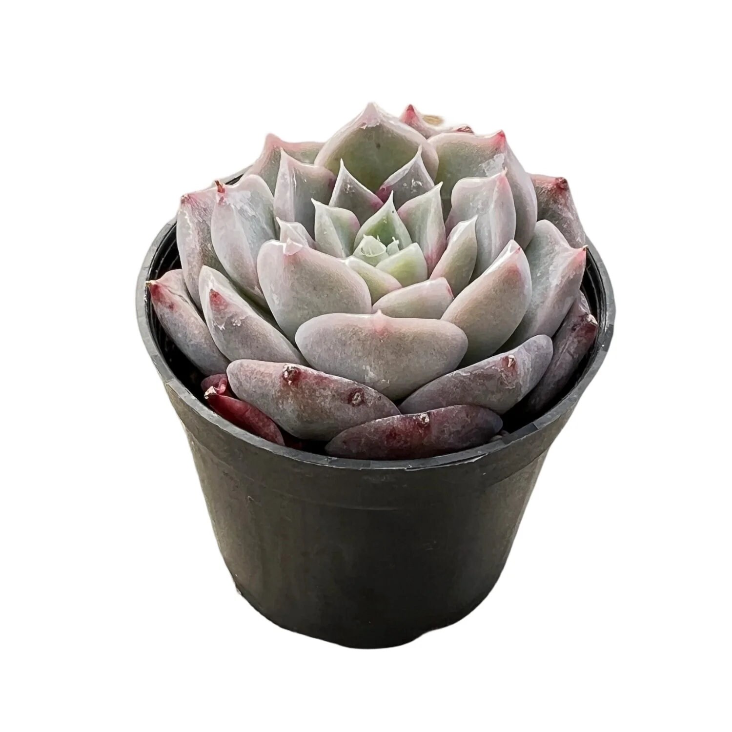 echeveria classic french trnusers サイズ2 echeveria classic french trnusers