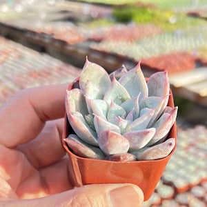 Live Echeveria Colorata x Laui Rosette Succulent Plant, Rooted 2&#39;&#39; Planter, Perfect for Wedding Favors, Party Decor, Baby Shower Gift