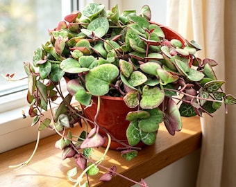 Live String of Hearts, Ceropegia woodii Plant: Potted in 4" Nursery Pot | Home Garden Gift | Indoor Office Decor