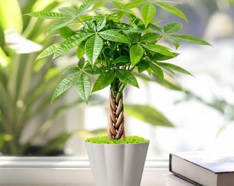 Live Plant Braided Money Tree & Paper Coin Tags, Rooted in Decorative Pot, Home Office Decor, Gift for Wedding Party | Bridal Shower