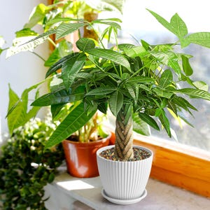 May include: A Money Tree plant in a white, ribbed pot with a matching saucer. The plant has a braided trunk and vibrant green leaves. Another potted plant is visible in the background. The plants are on a windowsill.