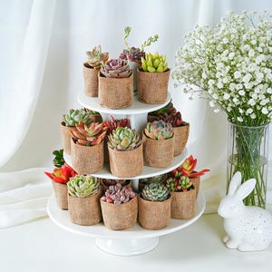 10-200 Pack Bulk Succulent Favors--Burlap/Kraft Bag/Lace Burlap+Tag, Baby Shower/Bridal Favors/Wedding Gifts/Anniversary Gift/Thank You Gift
