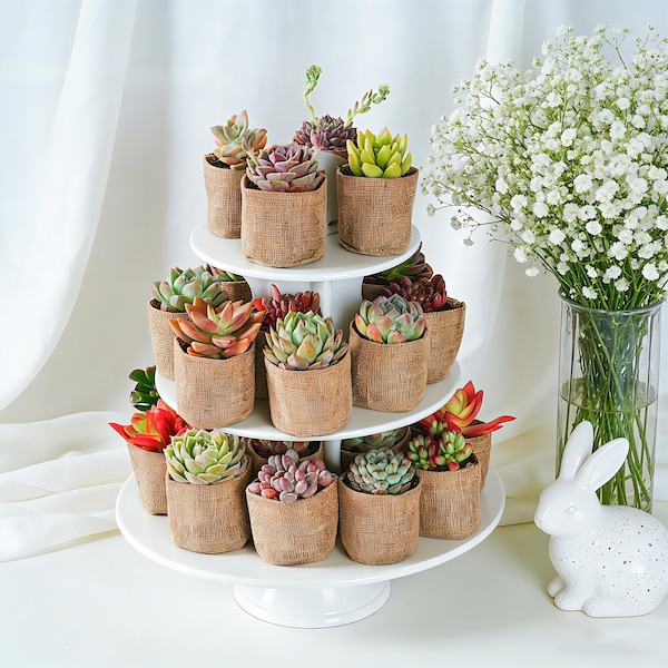 10-200 Pack Bulk Succulent Favors--Burlap/Kraft Bag/Lace Burlap+Tag, Baby Shower/Bridal Favors/Wedding Gifts/Anniversary Gift/Thank You Gift