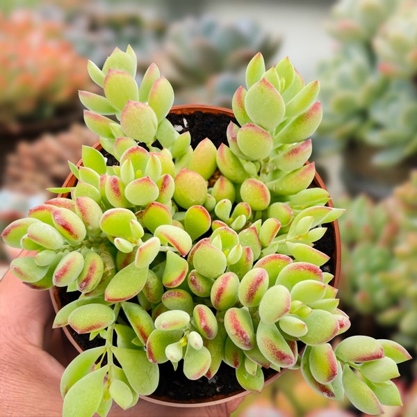 4'' Potted Cotyledon Pendens Succulent Plant, Fully and Healthy