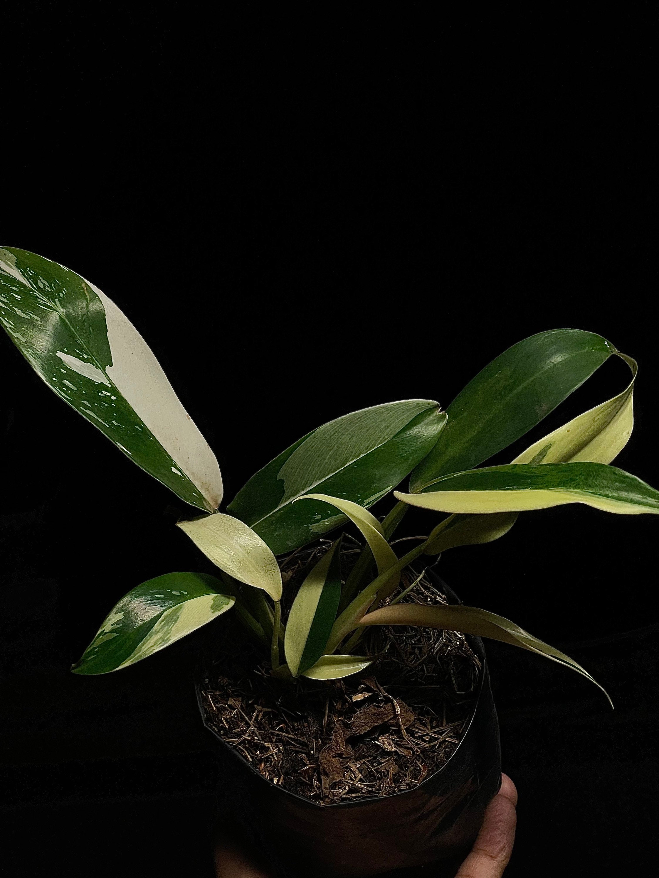 Philodendron Wend Imbe Variegated