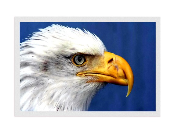 Printable Bald Eagle Artwork - Etsy