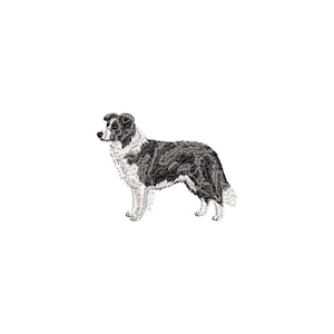 Puede incluir: Ilustración detallada en blanco y negro de un perro Border Collie. El perro se representa de pie, mostrando sus distintivas marcas y la textura de su pelaje. La imagen está sobre un fondo blanco liso.
