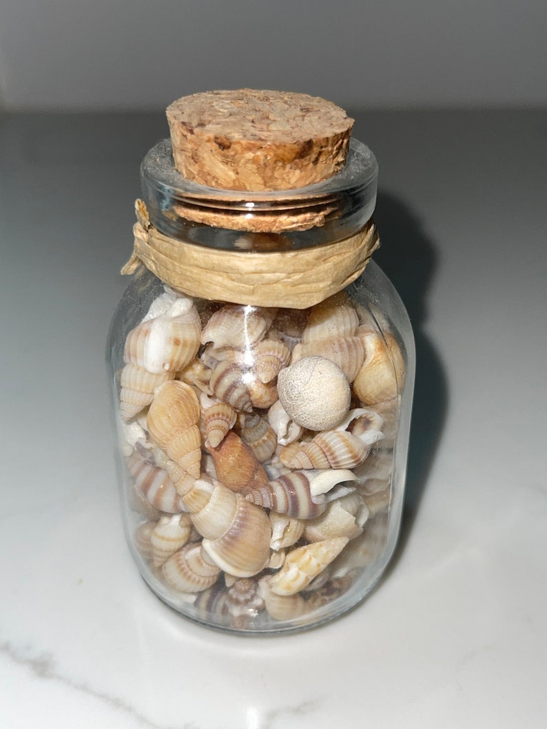 Set of 3 Mini Seashells in Glass Bottle - Etsy