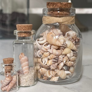 Könnte beinhalten: Drei Glasbehälter mit Korkdeckeln, gefüllt mit Muscheln. Die Behälter sind unterschiedlich groß und die Muscheln sind in verschiedenen Brauntönen und Weißtönen.