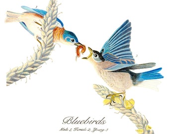 Blue Birds