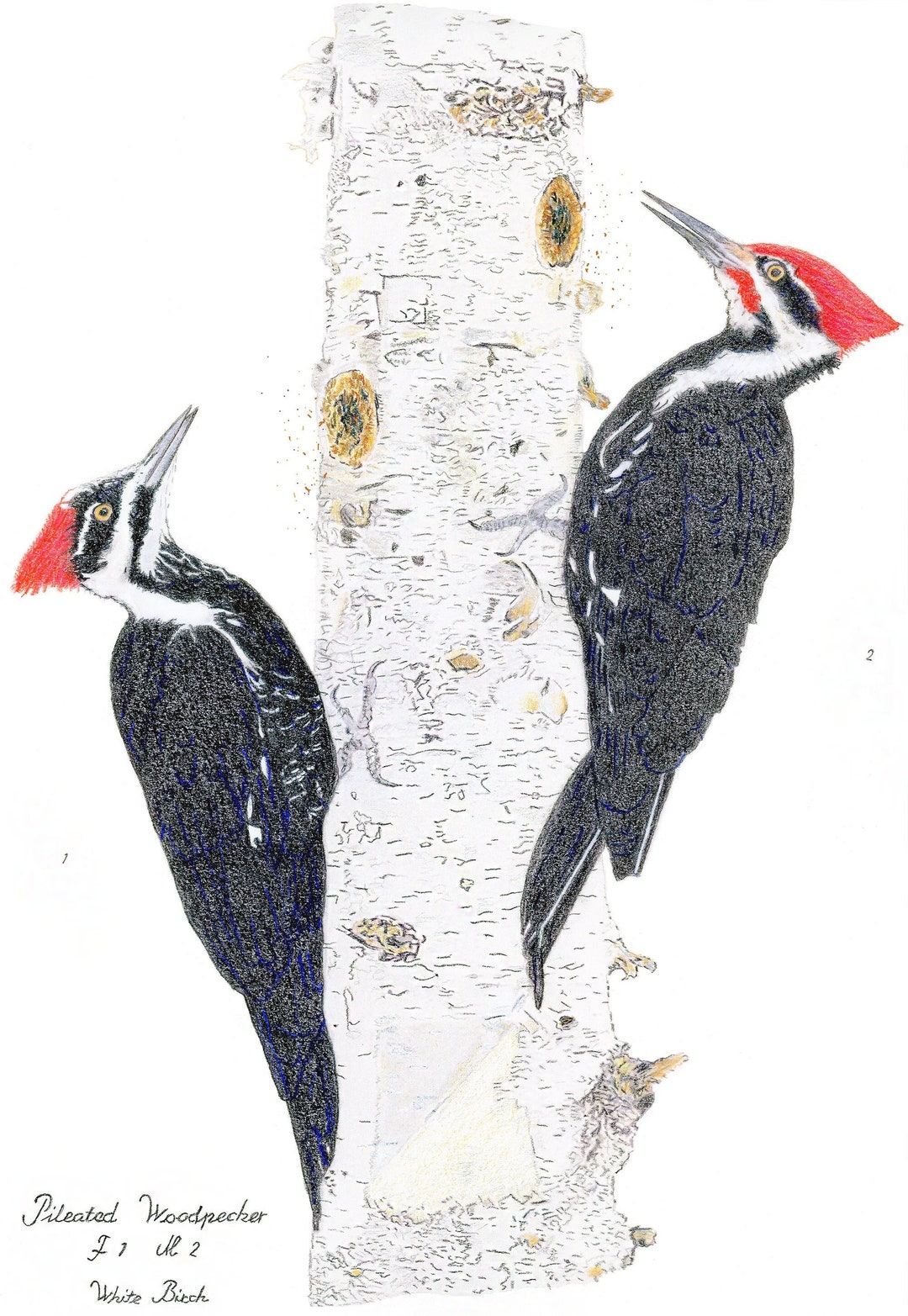 Pileated Woodpecker - Etsy