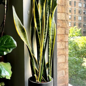 snake plant - mother&#39;s tongue