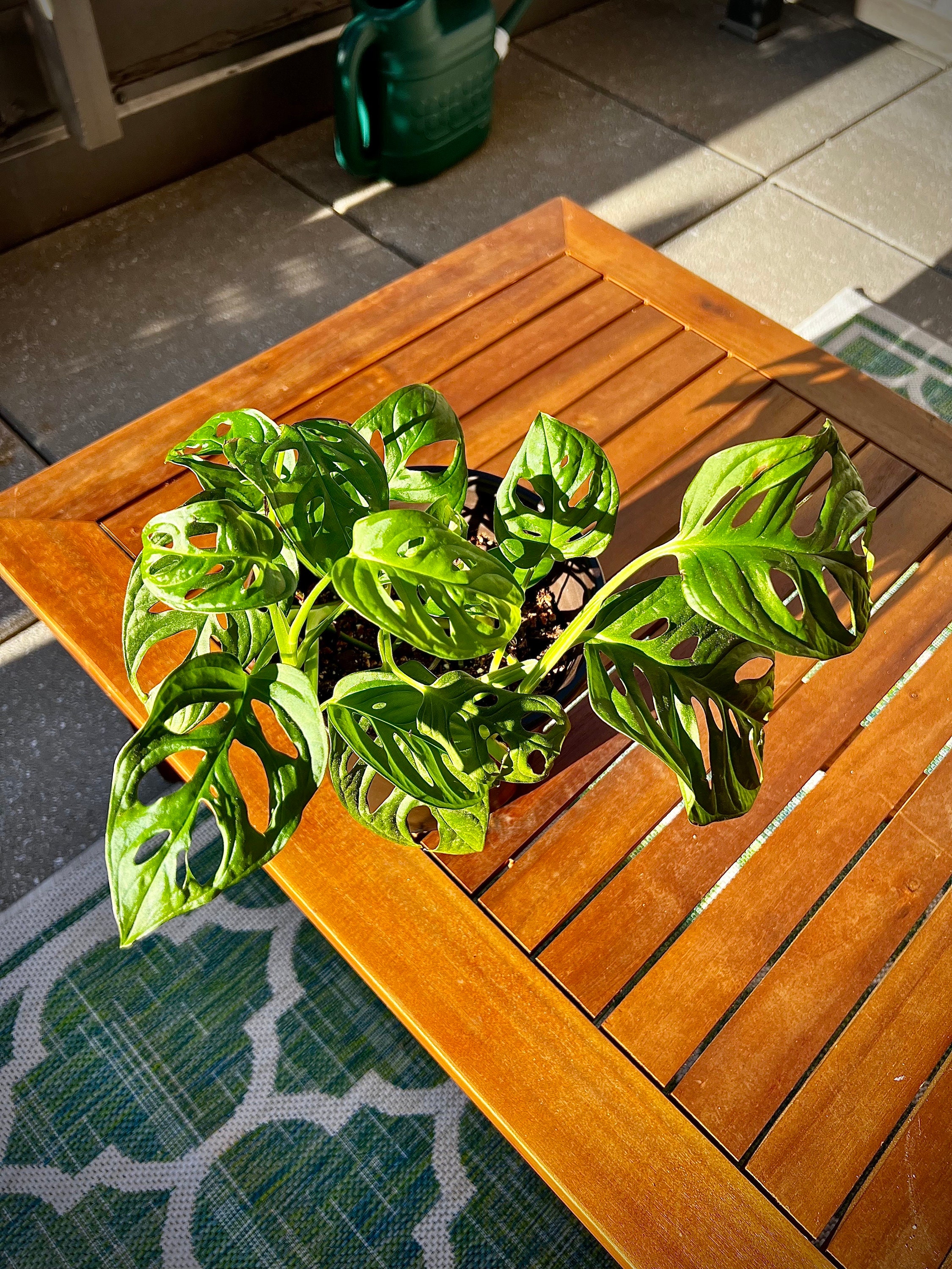 Monstera Adonesaii Swiss Cheese Monstera Etsy