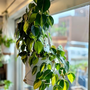philodendron brasil