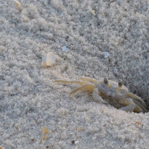 4x6 Fiddler Crab Print